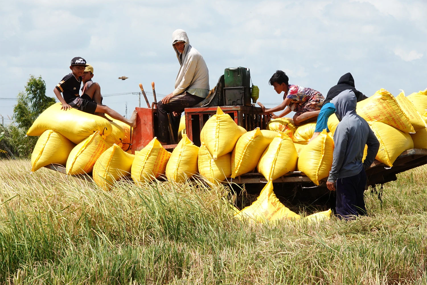 Vietnam's largest rice buyer initiates safeguard investigation