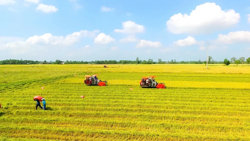 In 2026, the whole country is expected to export approximately 7.73 million tons of commercial rice.