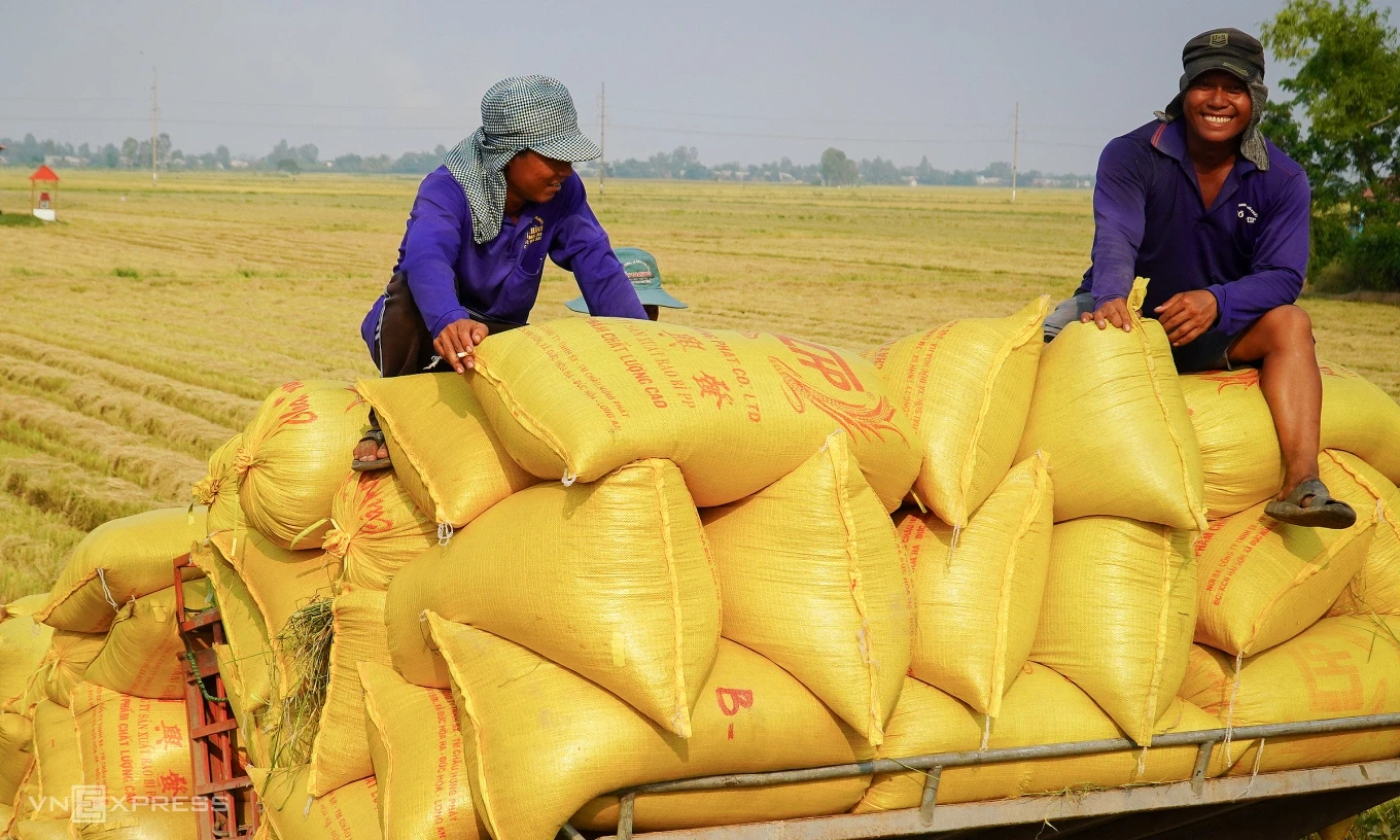 Licenses will be revoked if rice exporters fail to report their inventory